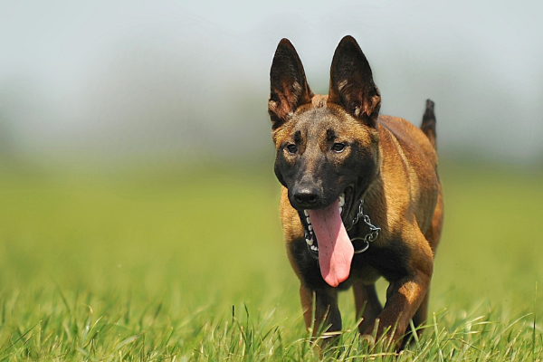 Belgický ovčák Malinois